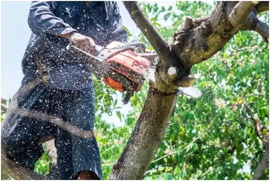 tree services Arroyo Colorado Estates